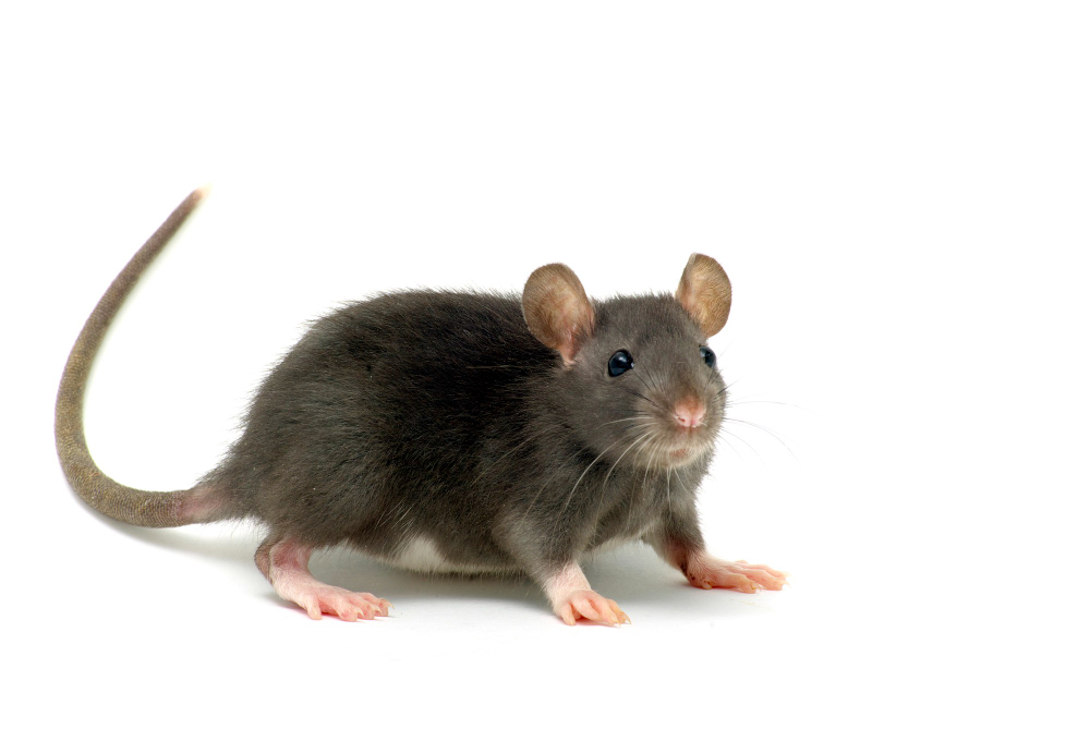 הדברת עכברים באמצעות שימוש בטכנולוגיה